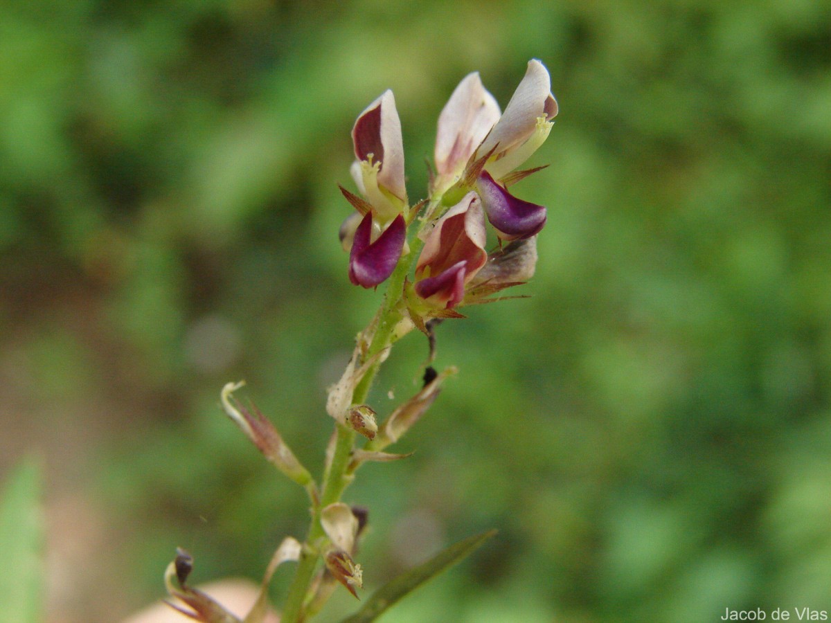 Alysicarpus vaginalis (L.) DC.